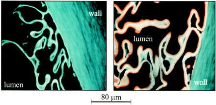 fig 4.