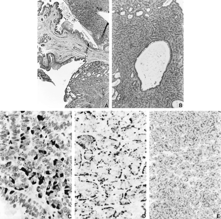 fig 3.
