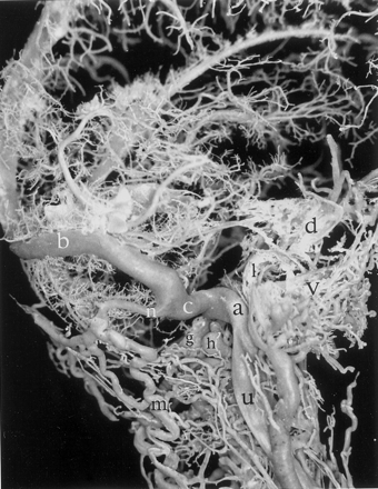 Fig 6.