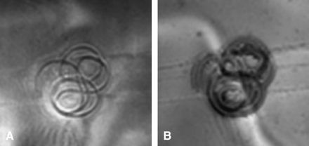 Fig 2.