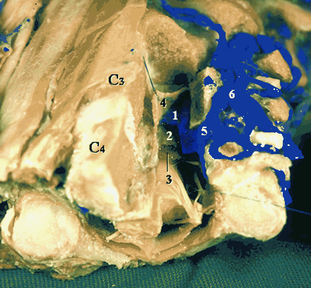 Fig 1.