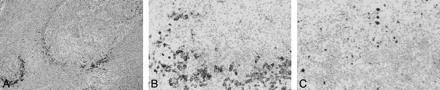 Fig 2.