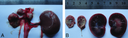 Fig 5.