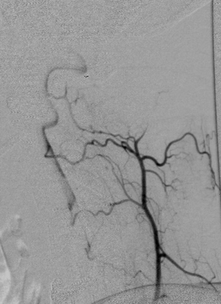 Fig 1.