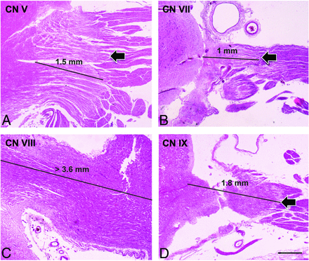 Fig 1.