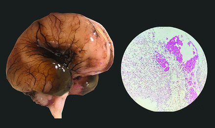 FIG 7.