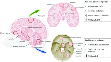 FIG 1.